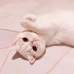 Felipe Madrid avatar